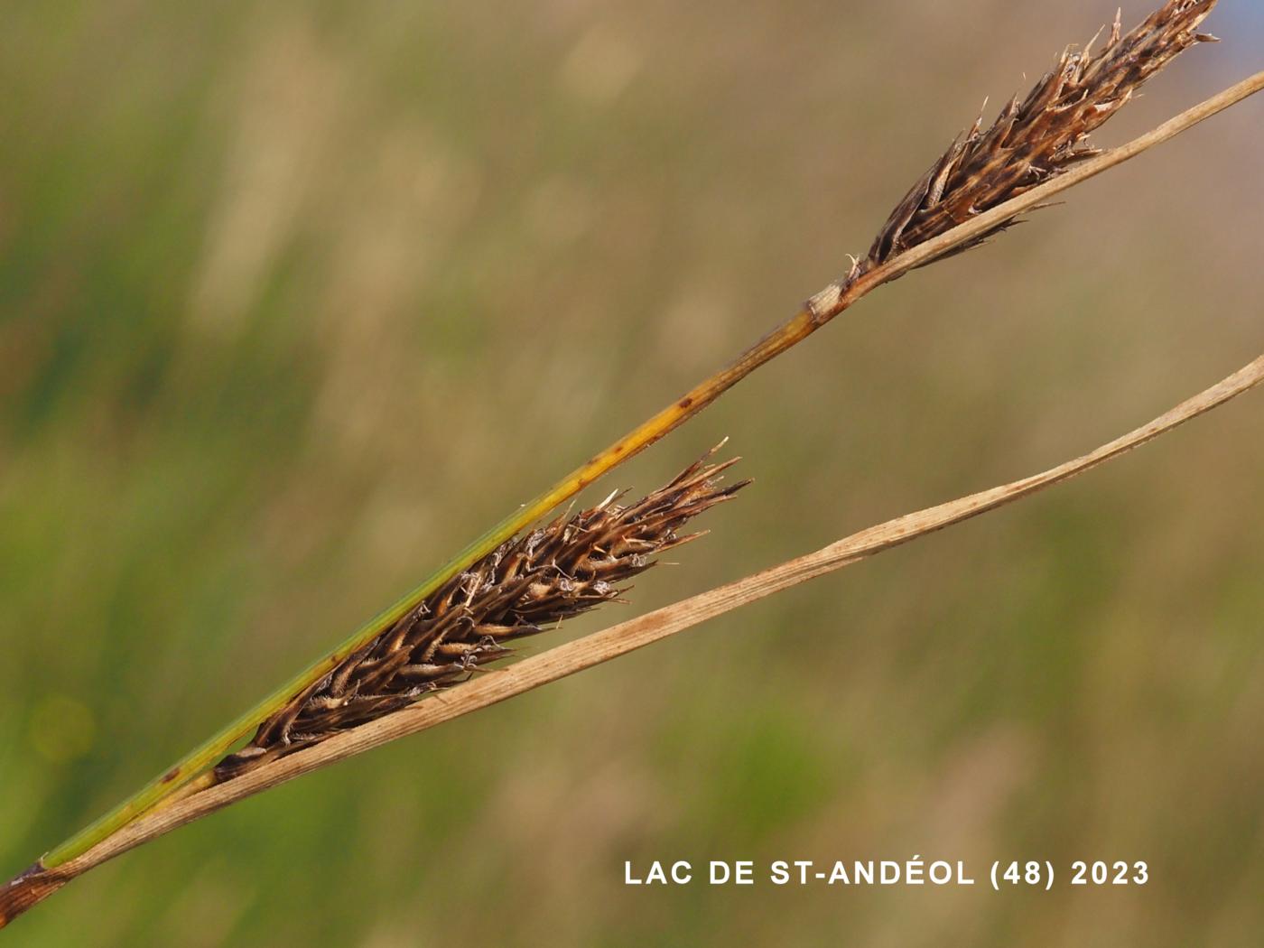 Sedge, Hairy fruited flower